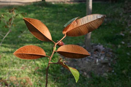 Chrysophyllum resmi