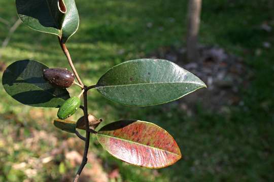 Chrysophyllum resmi