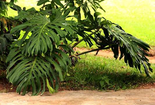 Image of monstera