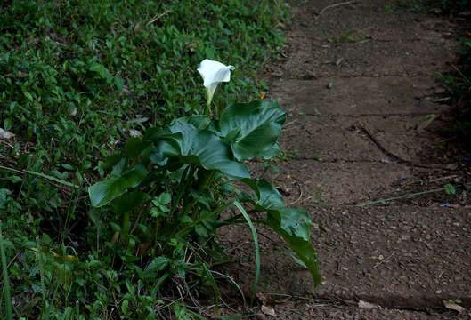 Image of calla lily