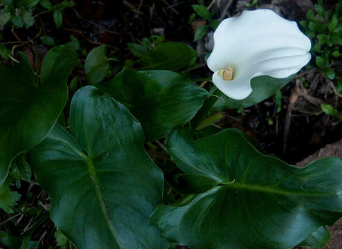 Image of calla lily