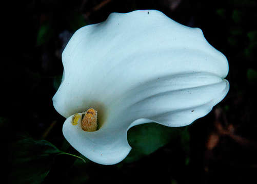 Image of calla lily