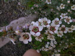 Sivun Leptospermum lanigerum (Ait.) Sm. kuva