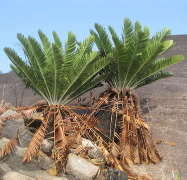 Image of bread tree