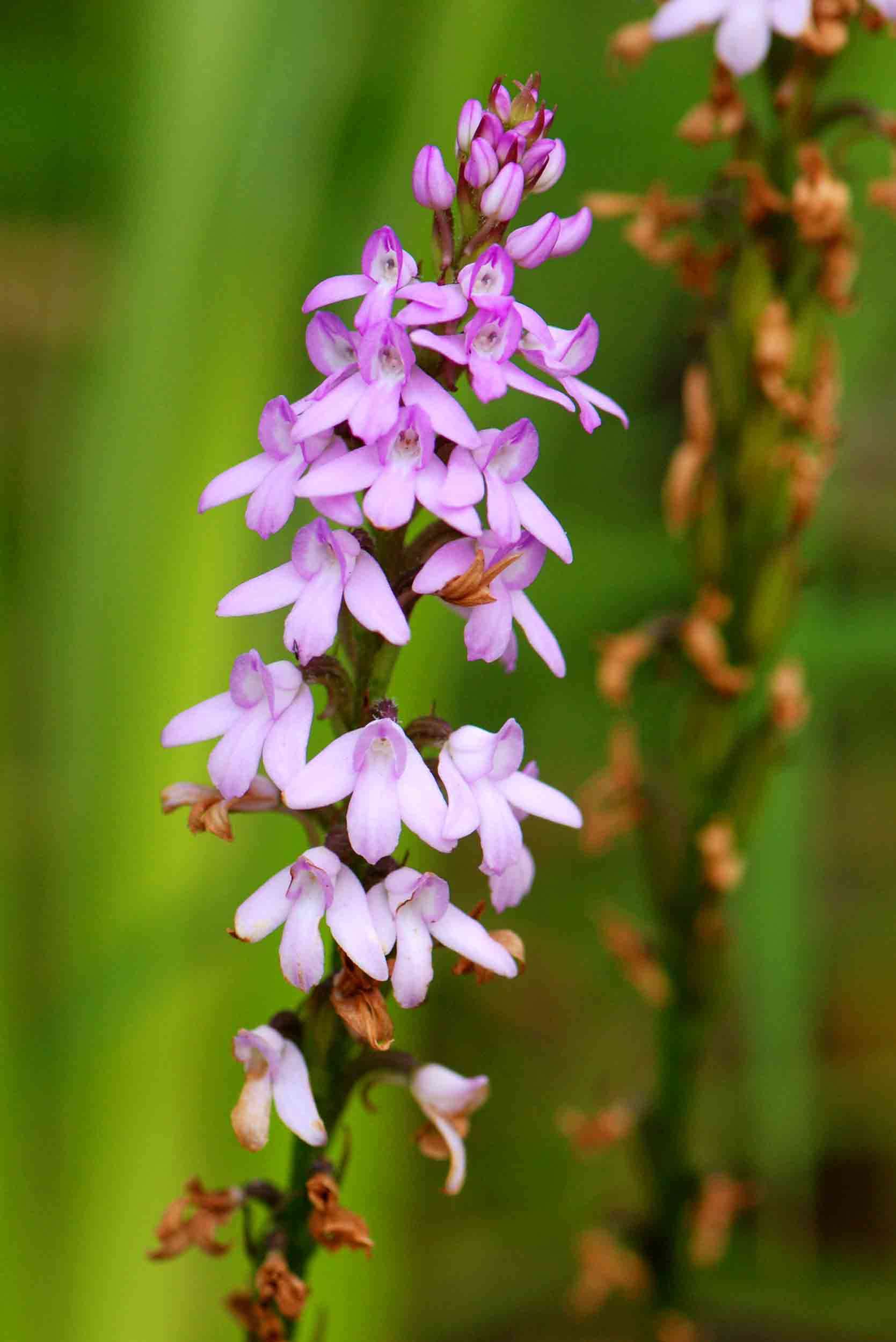 Image of Cynorkis buchananii Rolfe