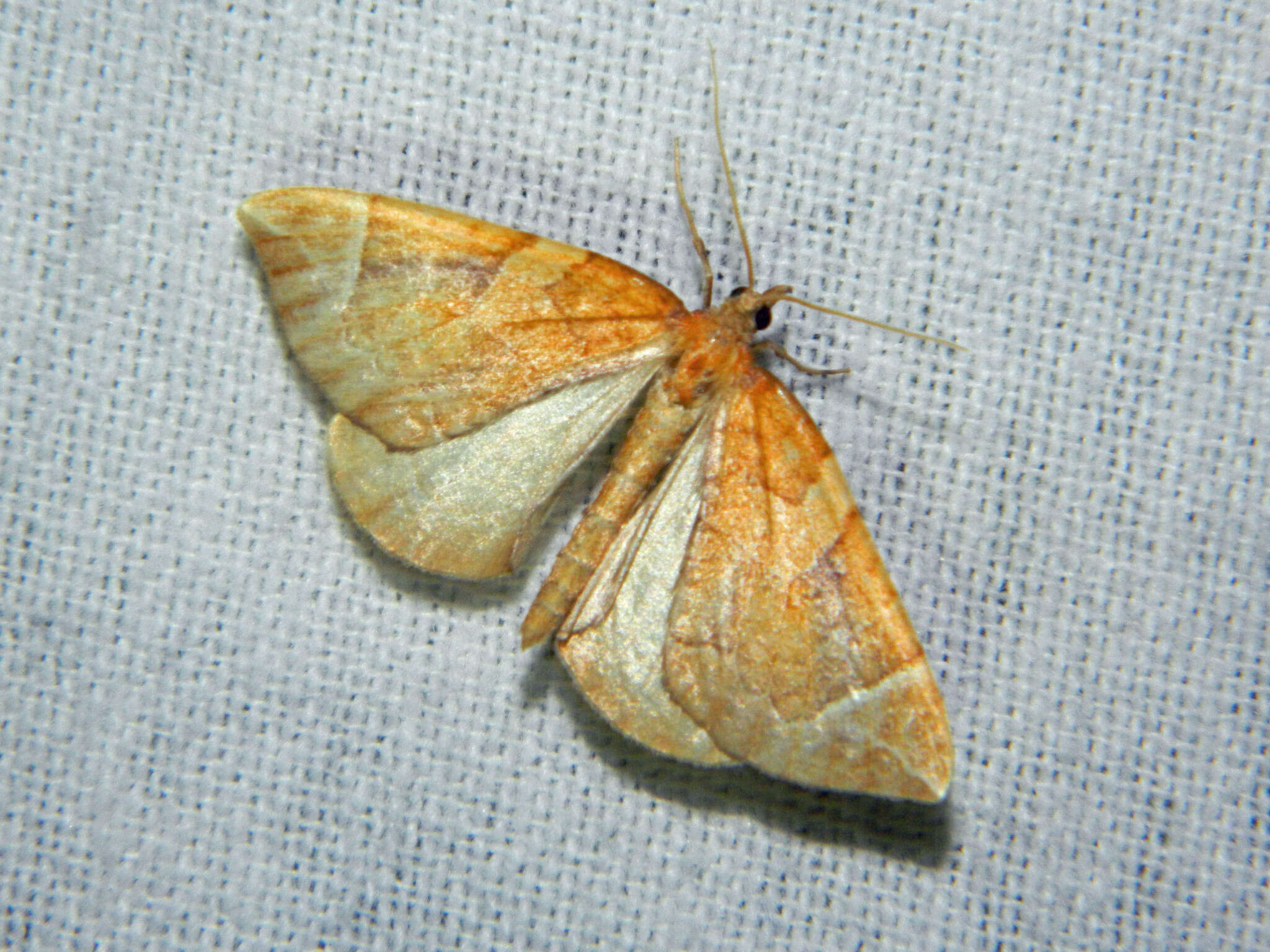 Image of Chevron Moth