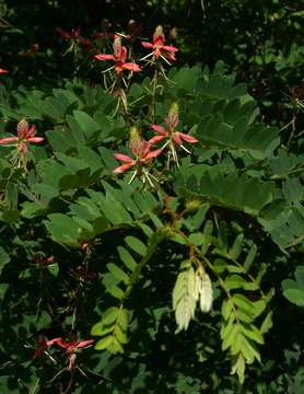 Indigofera fulgens Baker的圖片