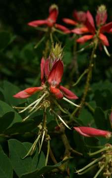 Image of Indigofera fulgens Baker