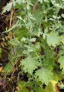 Plancia ëd Cineraria pulchra Cron