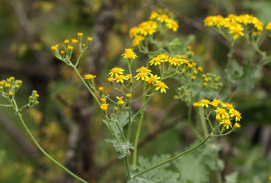 Image of cineraria