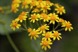 Image of Cineraria pulchra Cron