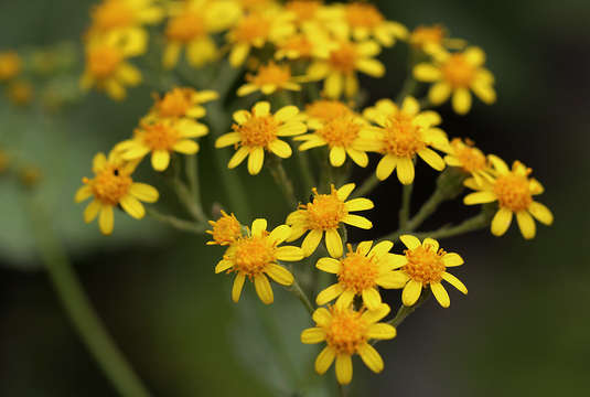 Image of cineraria