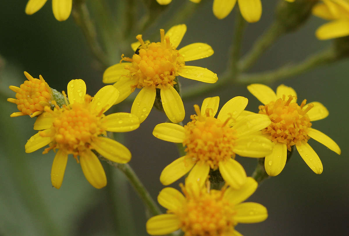 Plancia ëd Cineraria pulchra Cron