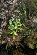 Image of Cineraria pulchra Cron
