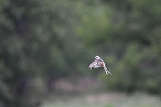 Image of Scissor-tailed Flycatcher