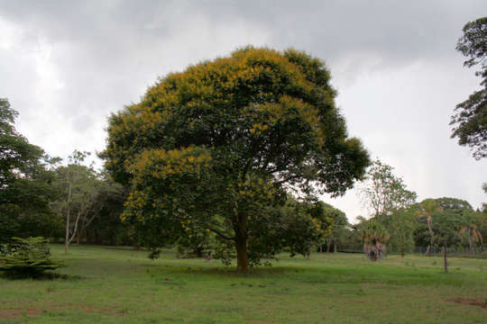 Peltophorum resmi