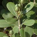 Image of Coastal red-milkwood