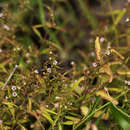 Plancia ëd Nesogenes madagascariensis (Bonati) W. Marais