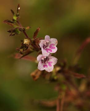 Image of Nesogenes