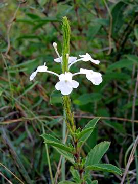 Imagem de Chascanum angolense Moldenke