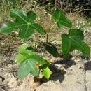 Jatropha subaequiloba Radcl.-Sm.的圖片