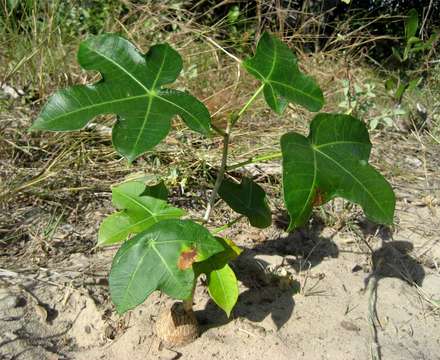 Image de Jatropha