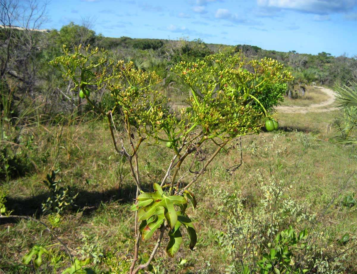 Image of nettlespurge