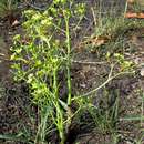 Image of Jatropha scaposa Radcl.-Sm.