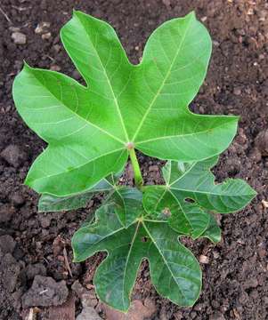 Image of Jatropha scaposa Radcl.-Sm.