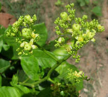 Sivun Jatropha scaposa Radcl.-Sm. kuva