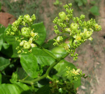 Image of Jatropha scaposa Radcl.-Sm.