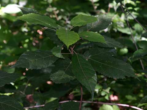 Sivun Mildbraedia carpinifolia (Pax) Hutch. kuva