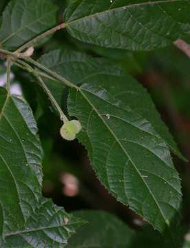 Sivun Mildbraedia carpinifolia (Pax) Hutch. kuva