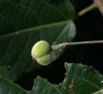 Sivun Mildbraedia carpinifolia (Pax) Hutch. kuva