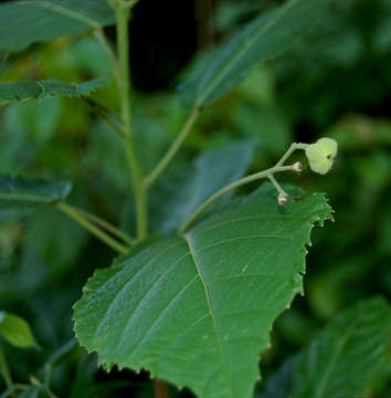 Image of Mildbraedia carpinifolia (Pax) Hutch.