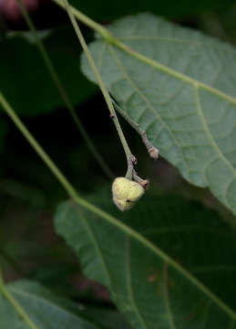 Sivun Mildbraedia carpinifolia (Pax) Hutch. kuva