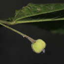 Sivun Mildbraedia carpinifolia var. strigosa Radcl.-Sm. kuva