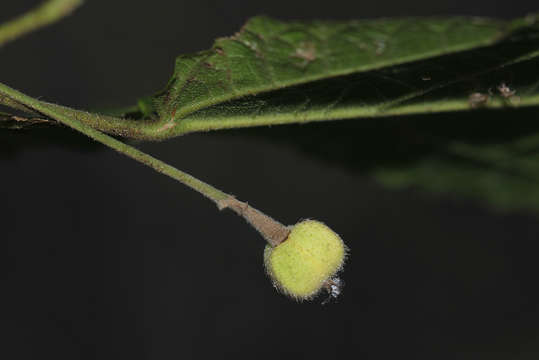 Image of Mildbraedia carpinifolia (Pax) Hutch.