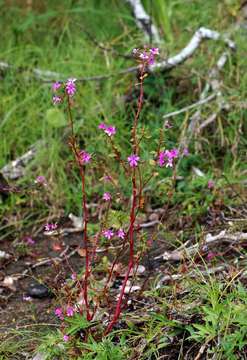 Image of Impatiens oreocallis Launert