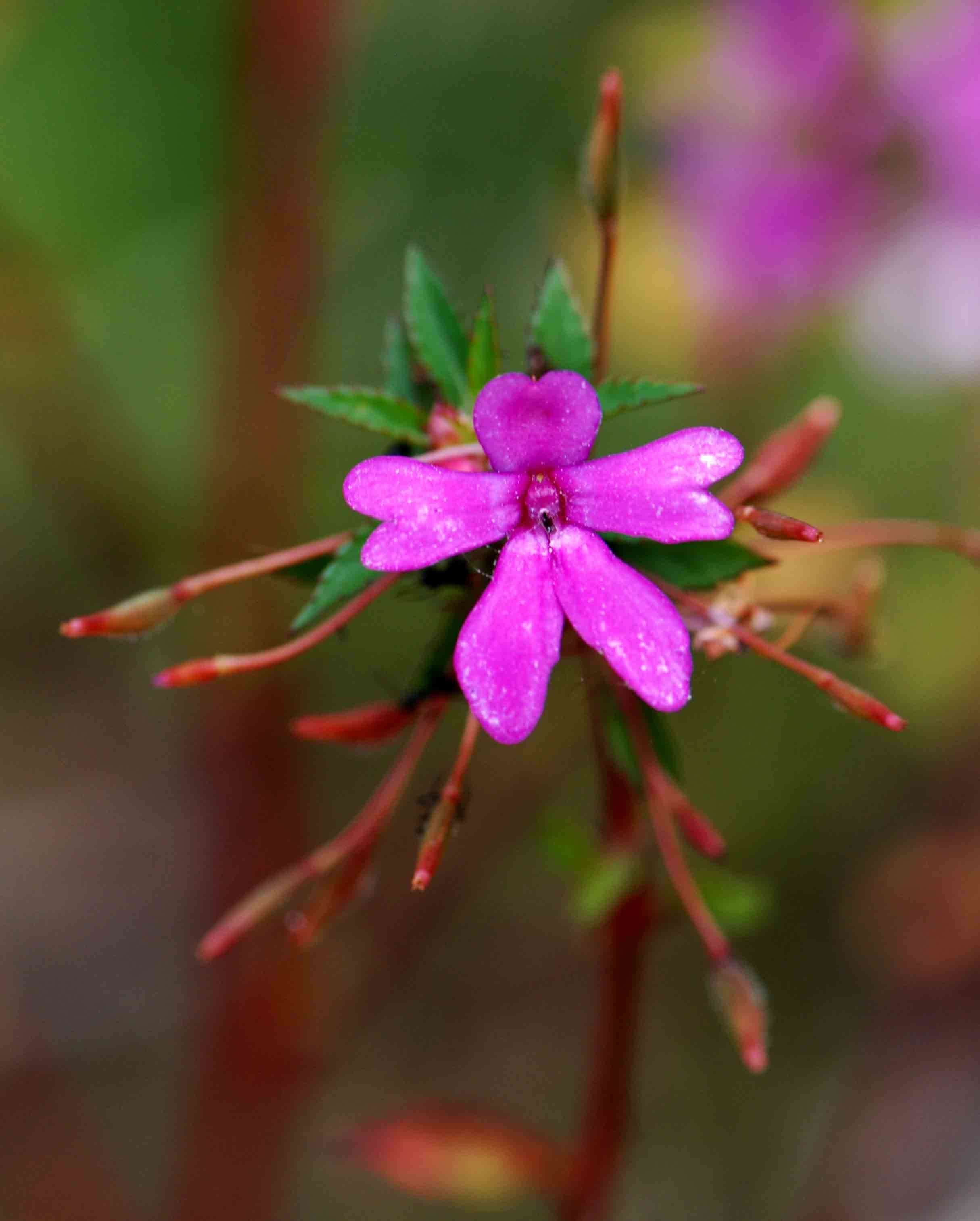 Impatiens oreocallis Launert resmi