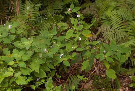 Image of Impatiens zombensis Baker