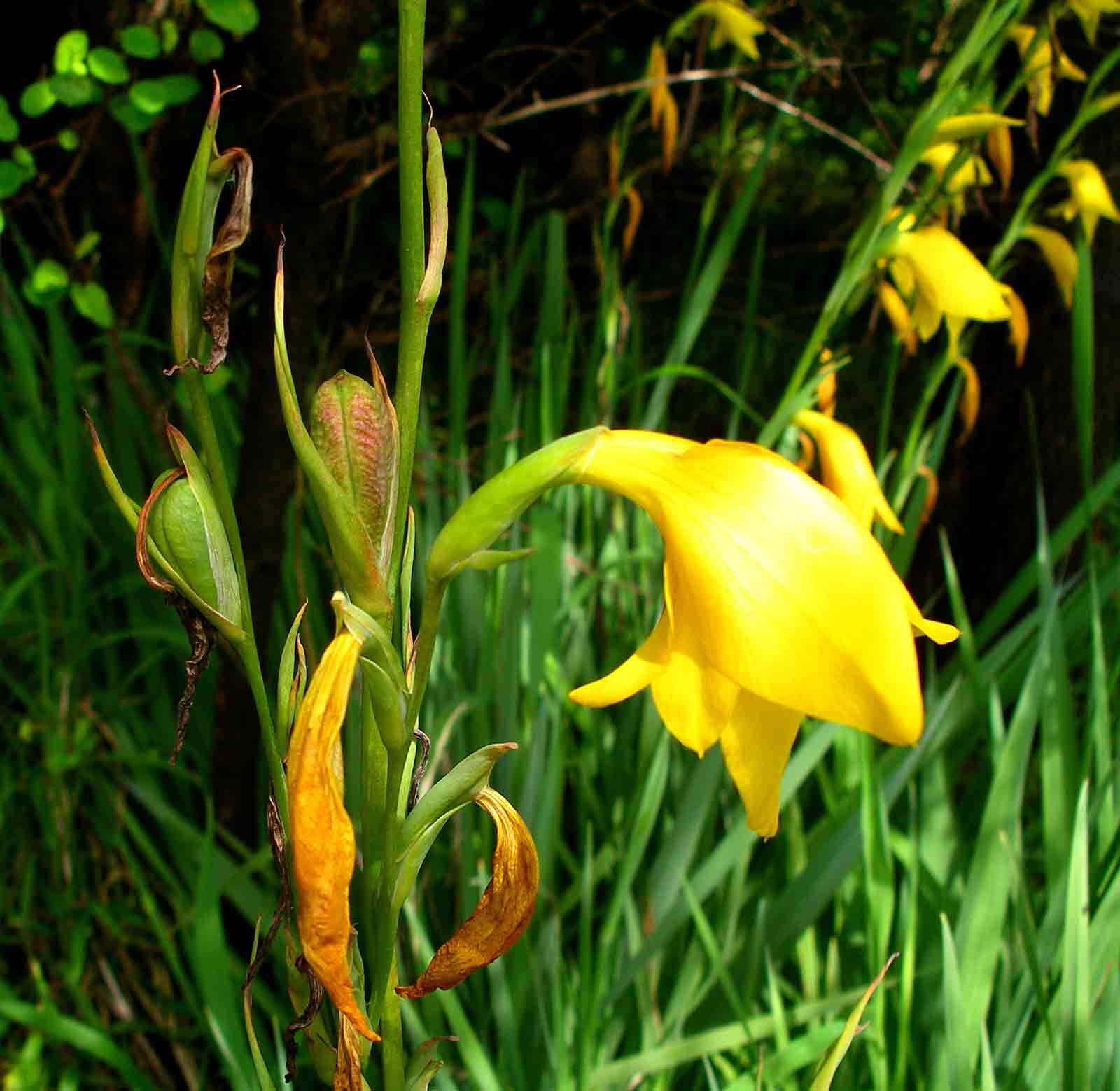 صورة Gladiolus dalenii Van Geel