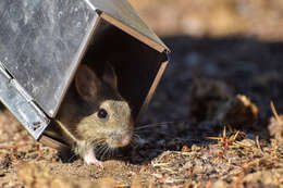 Image of Patagonian Chinchilla Mouse