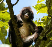 Image of Phayre's Langur