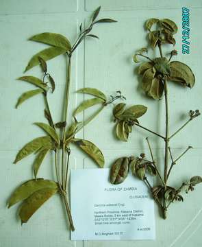 Garcinia volkensii Engl. resmi