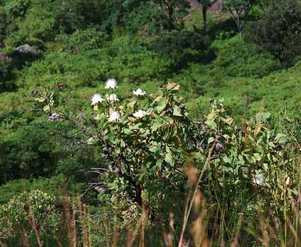 Image of Protea madiensis Engl.