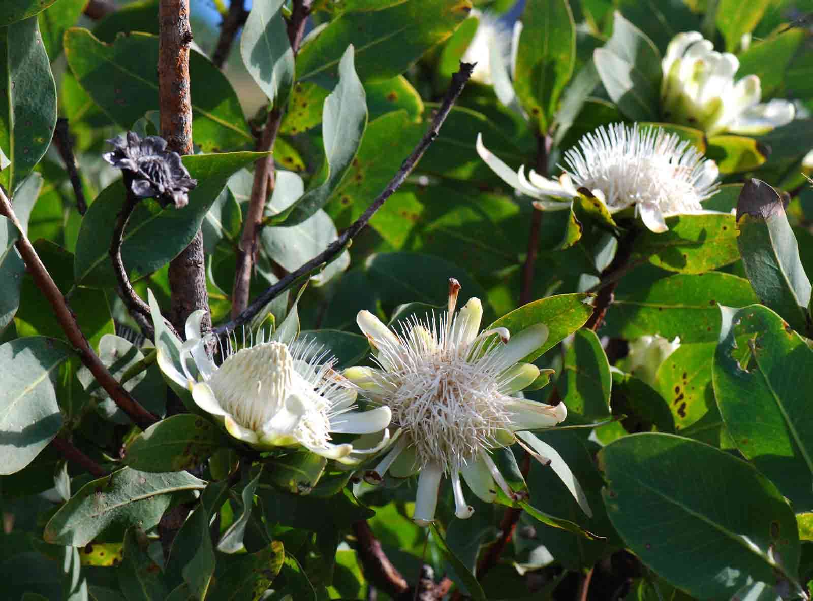 Imagem de Protea madiensis Engl.