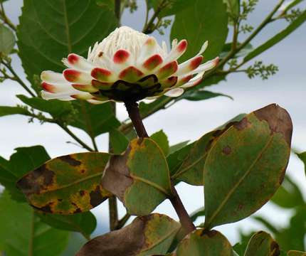 Image of Protea madiensis Engl.