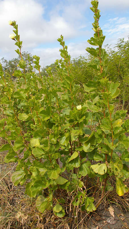 Image of Cienfuegosia hildebrandtii Garcke