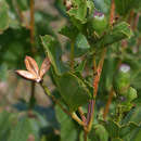 Image of Cienfuegosia hildebrandtii Garcke